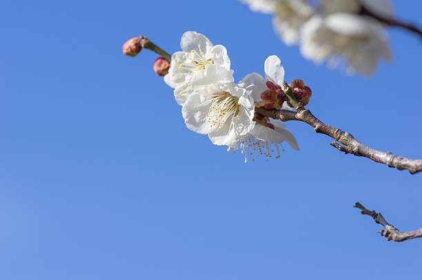 White plum blossoms blooming in early spring