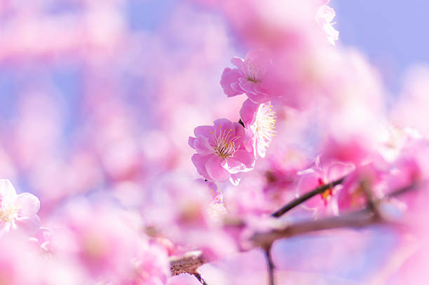 istock Pink red plum blossoms blooming in early spring 2254973933