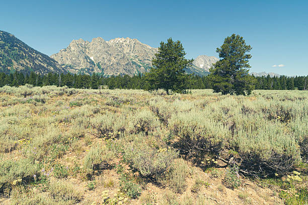 View across rolling high plains dotted with scrub and sage bushes towards the majestic Grand Teton Mountain Range on a clear sunny day. Taken in the Grand Teton National Park near Jenny Lake, a National Park located near Jackson Hole, Wyoming.