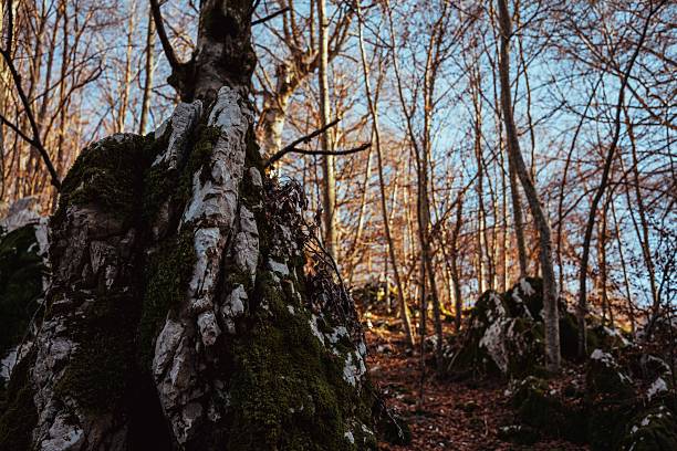 A serene forest scene showcasing tall European beech (Fagus sylvatica) trees under a clear blue sky. A rustic stone wall runs through the area, surrounded by fallen autumn leaves and mossy formations.
