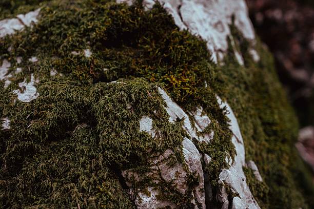 detail of moss on rock and dry leaves. Outdoor trekking in a natural forest environment. Shot in the Lepini Mountains, Lazio, Italy.