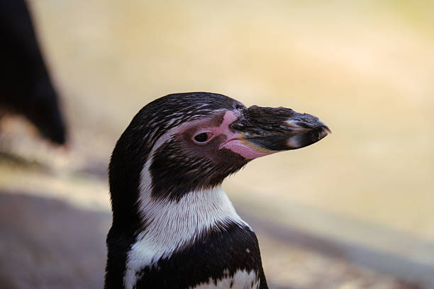 king penguin (Aptenodytes patagonicus) is the second largest species of penguin, smaller than but somewhat similar in appearance to the emperor penguin. Saint Andrew Bay on South Georgia Island, South Atlantic Ocean. Chick or young bird.