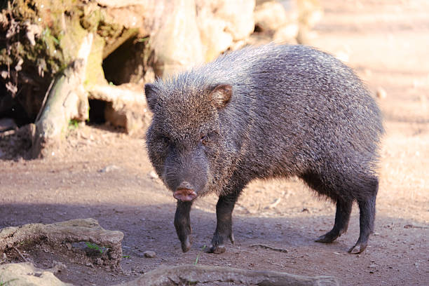 istock Chacoan peccary walking on dirt ground at zoo 2254978332