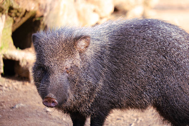 Collared peccary with coarse grey fur standing in natural habitat
