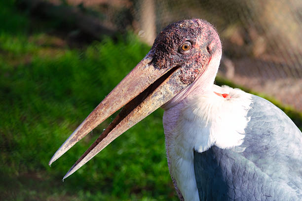 Marabou stork standing outdoors, displaying its unique head and long beak