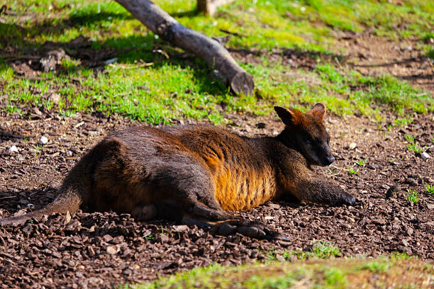 Swamp wallaby lying on soil with green grass in natural outdoor environment