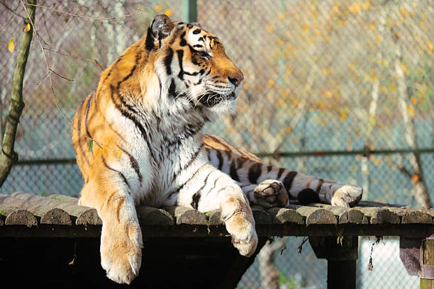 Asian Tiger resting in it's captive enclosure at Emirates Park Zoo, Abu Dhabi, United Arab Emirates