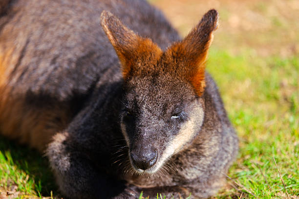 Swamp wallaby resting in sun on green grass habitat