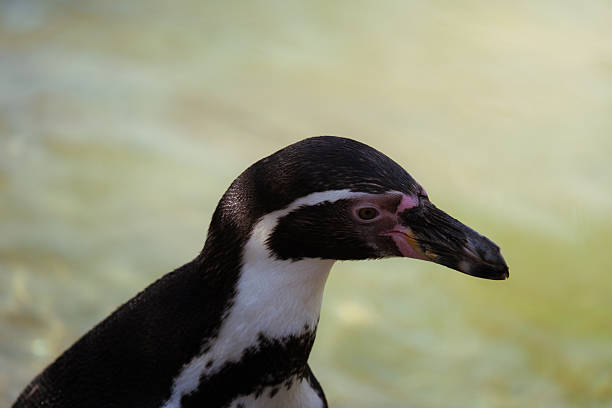A charming penguin stands upright on a stone surface, its sleek black and white plumage glistening softly. The image showcases the penguin's characteristic features and hint of its natural habitat.
