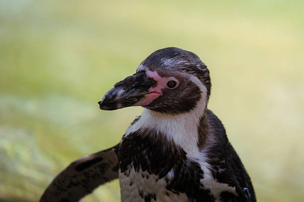 Humboldt penguin standing on white background.