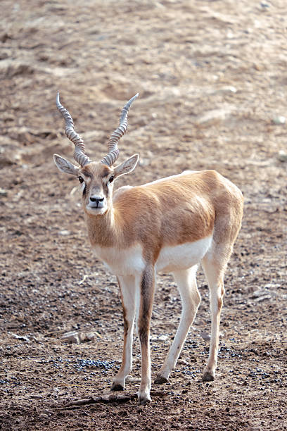 Blackbuck male antelope with spiral horns standing in a natural environment