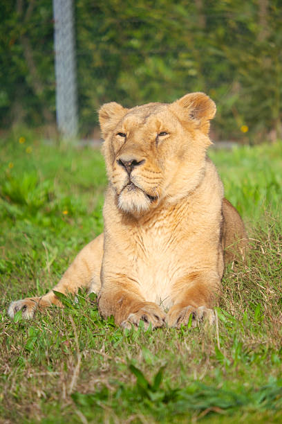 Lioness lying in grass looking at camera outdoors