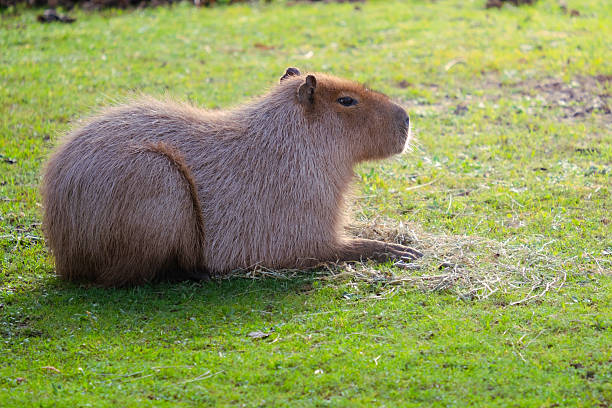 Capybara resting peacefully on green grass with brown fur in bright sunlight