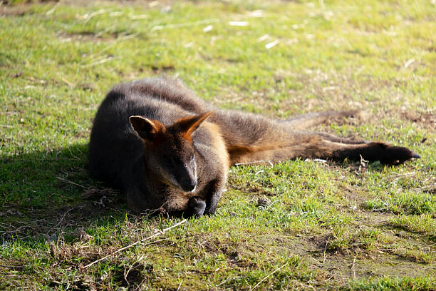 Wallaby lying down while relaxing on natural green grass outdoors