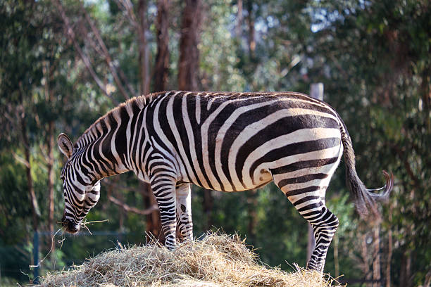 Zebra standing on a pile of hay, munching on dry grass with a forest background