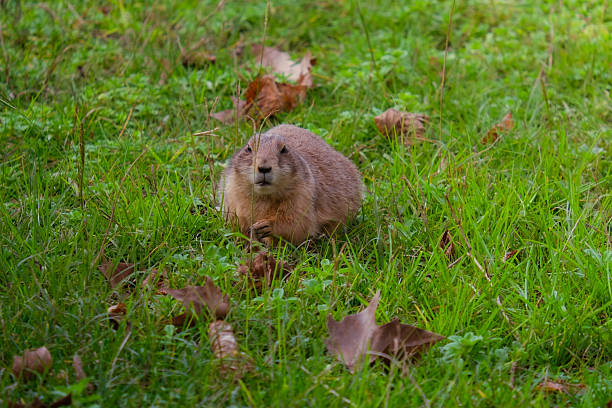 Prairie dog standing in green grass with autumn leaves, looking forward