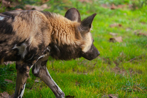 African wild dog searching through green grassland