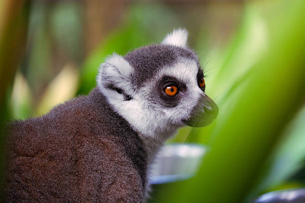 Ring-tailed lemur with orange eyes looking away among green foliage