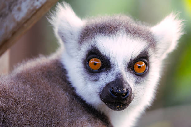 Ring-tailed lemur close-up with intense orange eyes looking towards the viewer