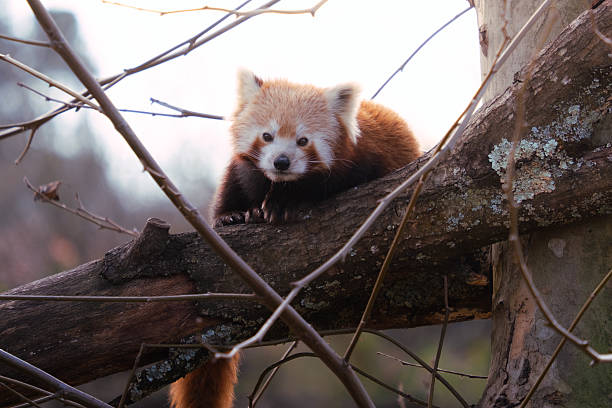 Red panda resting on a tree branch outdoors in nature habitat