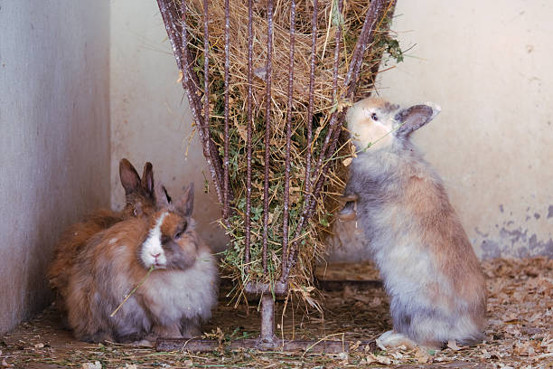 Two domestic rabbits enjoying fresh hay in their enclosure