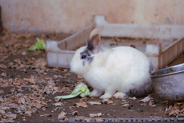 Cute fluffy white black rabbit with long ears and fresh vegetable basket on blue background, bunny animal with carrot and vegetable green leaves organic food, happy pet eating healthy vegan food.