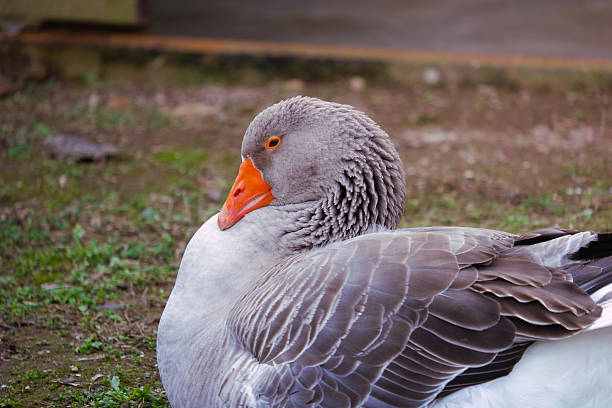 Gray goose resting outdoors, turning its head and showing orange beak and eye