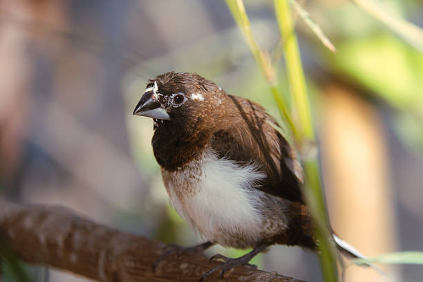 Society finch bird perching on a wooden branch in nature