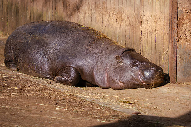 Pygmy hippopotamus resting on ground next to wooden fence in its enclosure