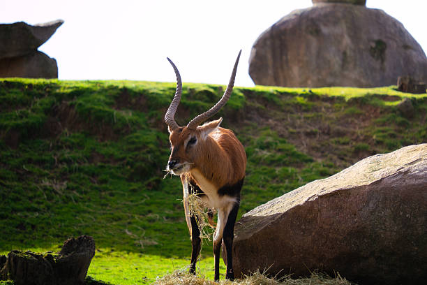 Lechwe antelope standing on a grassy hill, eating hay with large rocks in background