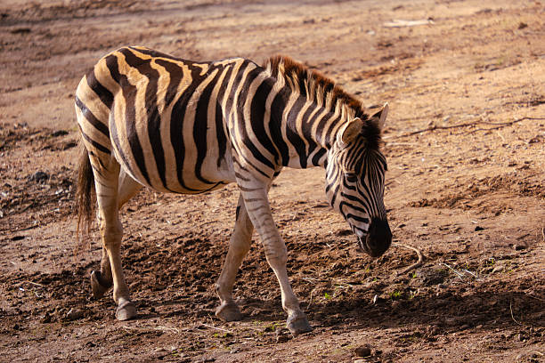Zebra walking slowly on dry, dusty ground under sunlight