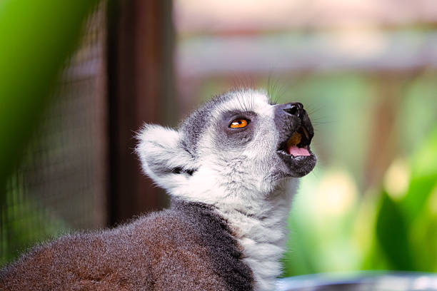 Ring-tailed lemur looking up and vocalizing with an open mouth