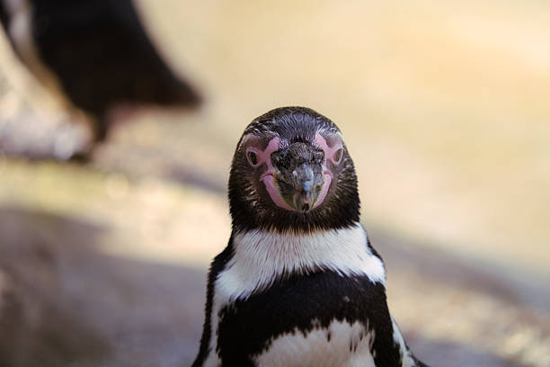 Stock photo of Humboldt penguins (Spheniscus humboldti) with waterproof black and white feathers, showing the beak / bill, eyes, Humbolt penguins birds standing outdoors, wildlife photo.