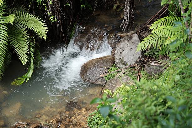 istock Lush Ferns Surrounding Rocky Forest Stream Cascade 2254979397