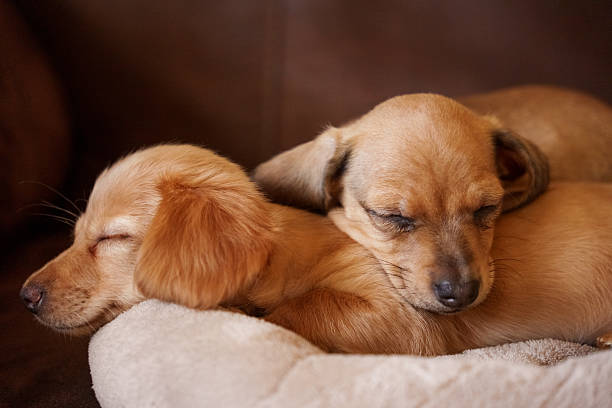 A low angle close up of a calm relaxed dacshund relaxing on his owners bed in his bedroom. He is relaxing and snuggled in with his own fluffy cozy blanket. The dog is looking into the camera.