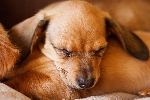 A miniature dachshund puppy rests peacefully with eyes closed, curled into a soft cushion. The warm lighting and close framing highlight the puppy’s smooth coat, relaxed posture, and gentle expression, creating a calm, comforting scene that reflects safety, warmth, and quiet companionship.
