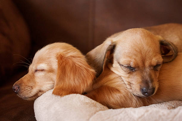 Two miniature dachshund puppies rest peacefully side by side on a soft blanket, their small bodies nestled together for warmth. The image highlights the distinctive long ears, short coats, and gentle expressions characteristic of young dachshunds. Warm indoor light and shallow depth of field emphasize their tiny size, calm temperament, and close bond.