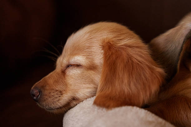 A miniature dachshund puppy rests peacefully with eyes closed, curled into a soft cushion. The warm lighting and close framing highlight the puppy’s smooth coat, relaxed posture, and gentle expression, creating a calm, comforting scene that reflects safety, warmth, and quiet companionship.