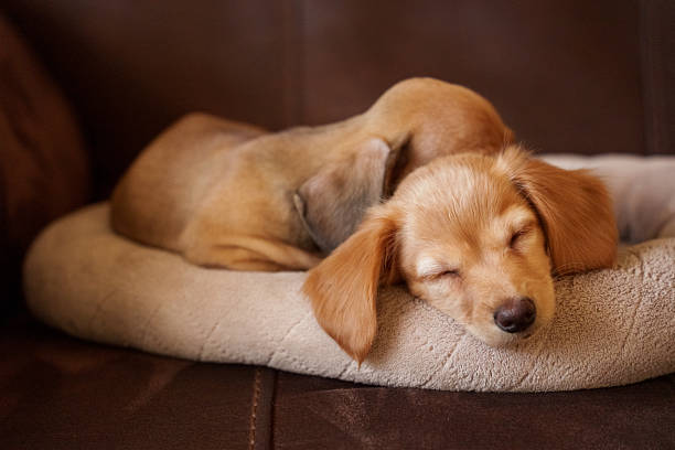A miniature long haired sausade dog sleeps in its owners arms. Profile shot.