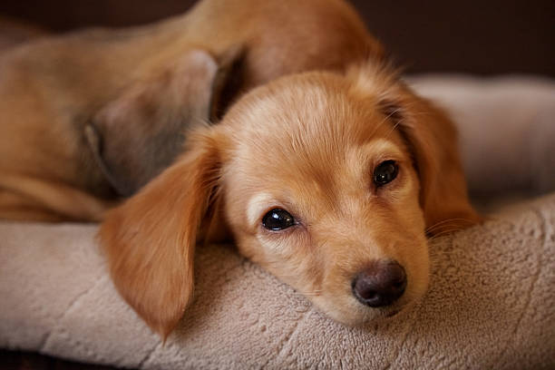 A young miniature dachshund puppy rests quietly on a soft blanket, eyes gently open in a calm, relaxed moment. The close-up composition highlights the puppy’s delicate facial features, smooth coat, and peaceful expression, creating a warm and intimate domestic scene that conveys comfort, trust, and early companionship.