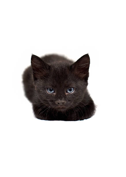 One small black shorthaired kitten on a white background