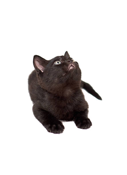One small black shorthaired kitten on a white background