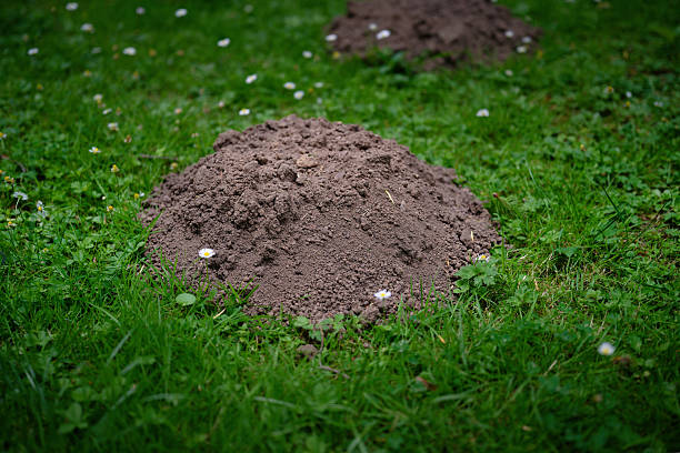 Grassy field with numerous molehills and fallen leaves, illustrating wildlife interaction with the ecosystem.