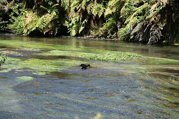 Black Waterbird Standing Shallow Clear River