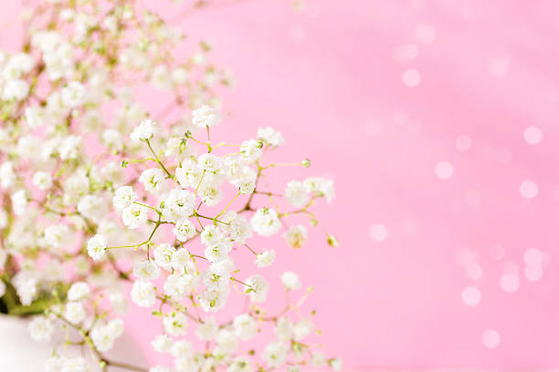 istock Babys breath flowers on a soft pink pastel background with lights. Closeup 2254982251
