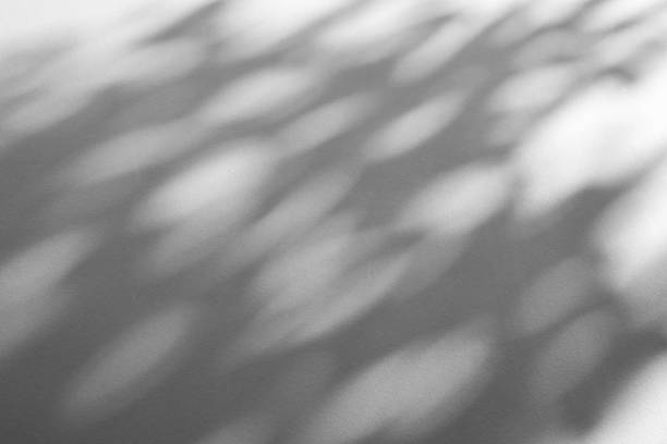 istock Abstract natural tree branch leaves shadow on white wall background 2254983328