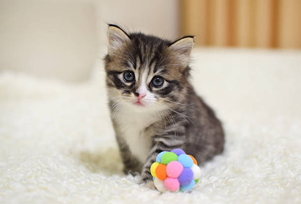 A small, fluffy kitten, 1 month old. A striped Kurilian bobtail with a short tail, playing with a ball.