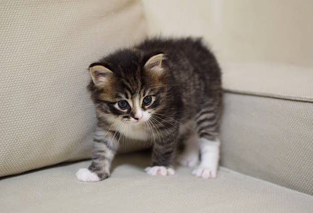 A small, fluffy kitten, 1 month old. A tabby Kurilian Bobtail kitten with a short tail.