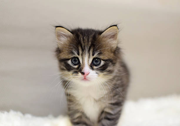 A small, fluffy kitten, 1 month old. A tabby Kurilian Bobtail kitten with a short tail.