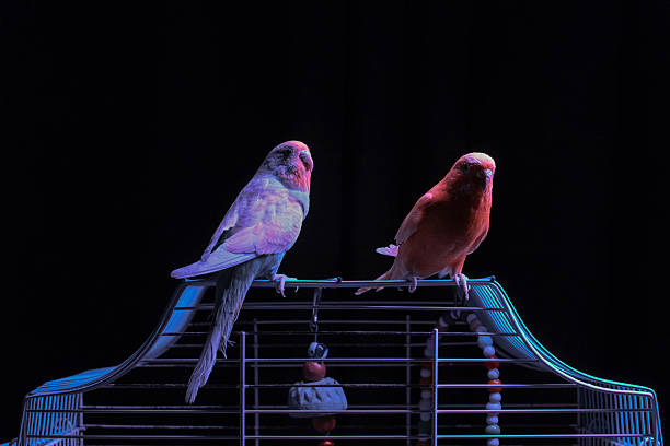 SSSTT: Two sleeping  Cockatiel birds with closed eyes, living in an Aviary .
